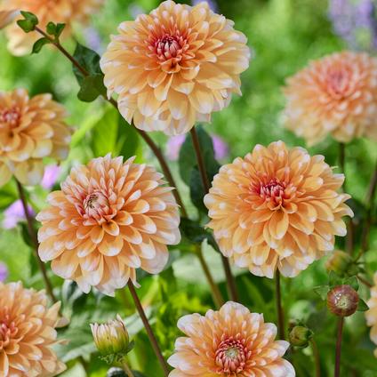 Dahlia Decorative 'Orange Perception' (Ships in Spring)