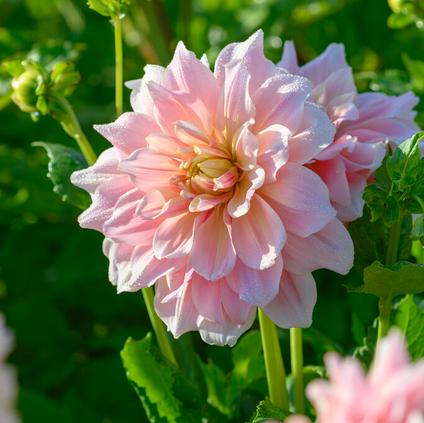 Dahlia Dinnerplate 'Break Out' (Ships in Spring)