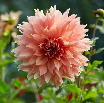 Dahlia Dinnerplate 'Fairway Spur' (Ships in Spring)