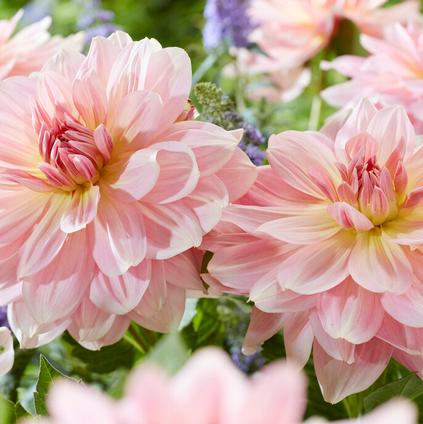 Dahlia Dinnerplate 'Fairway Pilot' (Ships in Spring)