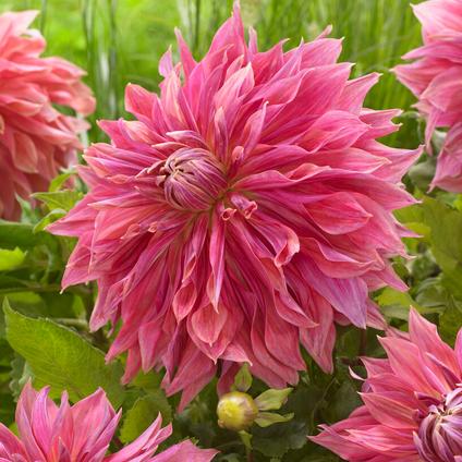 Dahlia Dinnerplate 'Penhill Dark Monarch' ( Spring)