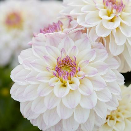 Dahlia Gallery 'Monet' (Ship in Spring)