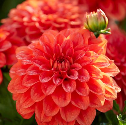 Dahlia Gallery 'Valentin' (Ship in Spring)