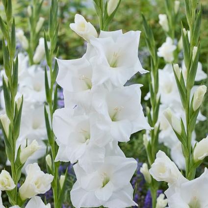 Gladiolus Large Flowering 'Alexander the Great' (Spring)