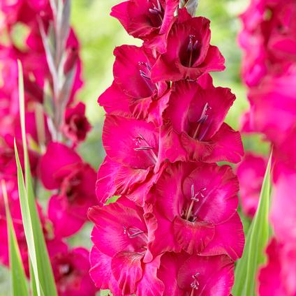 Gladiolus Large Flowering 'Natan' (Ships in Spring)