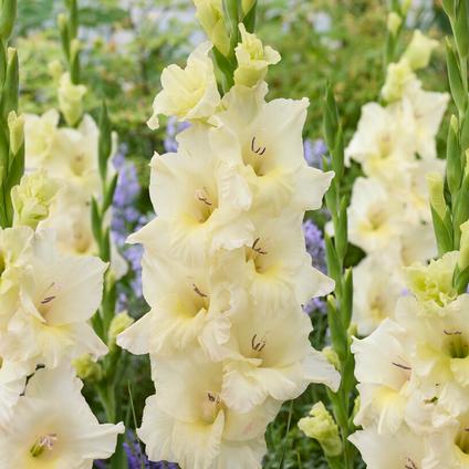 Gladiolus Large Flowering 'Ivory Priscilla' (Spring)
