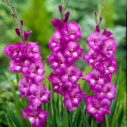 Gladiolus Large Flowering 'Blue Isle' (Ships in Spring)