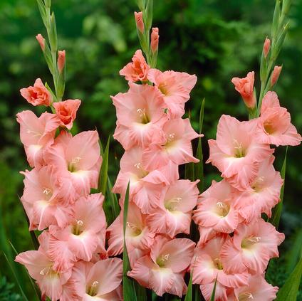 Gladiolus Large Flowering 'Rose Supreme' (Ships in Spring)