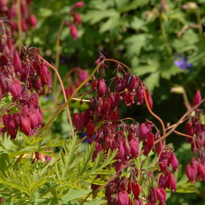 Dicentra Formosa 'Bacchanal' (Ships in Spring)
