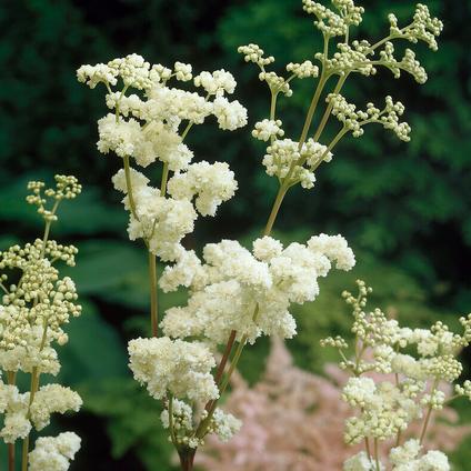 Filipendula 'Ulmaria Plena' (Ships in Spring)