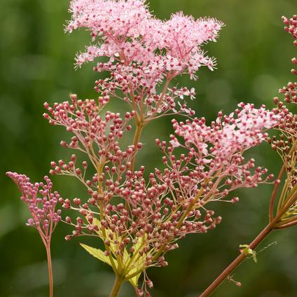 Filipendula 'Rubra Venusta' (Ships in Spring)
