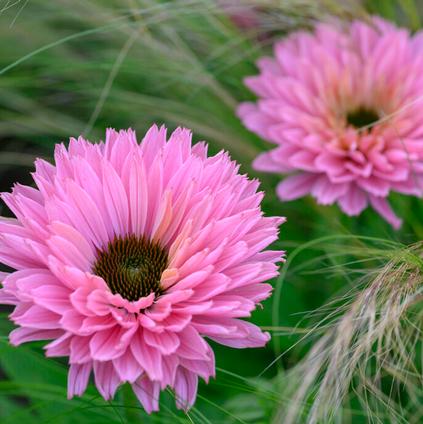 Echinacea 'Sunseekers Salmon' (Ships in Spring)
