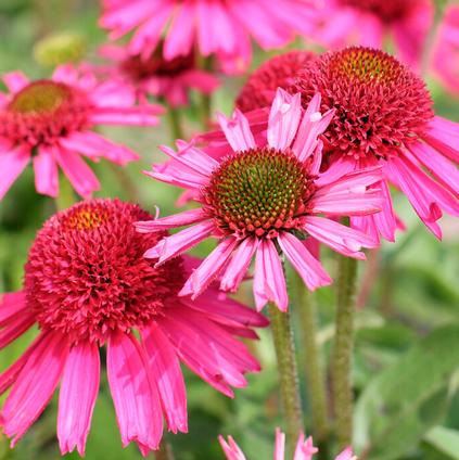Echinacea 'Delicious Candy' (Ships in Spring)