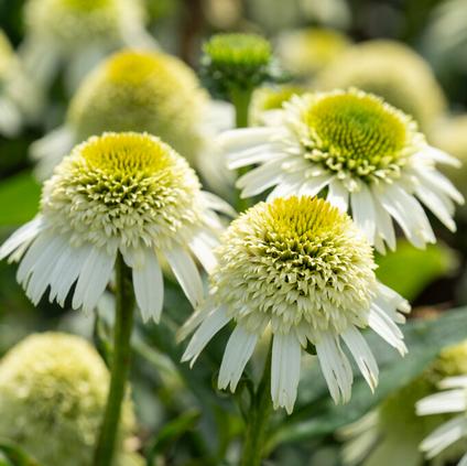 Echinacea 'Delicious Nougat' (Ships in Spring)