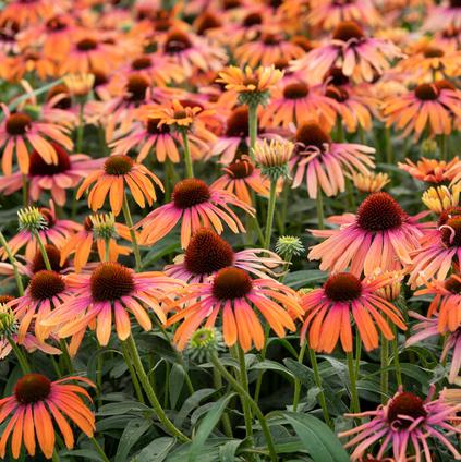 Echinacea 'Rainbow Marcella' (Ships in Spring)