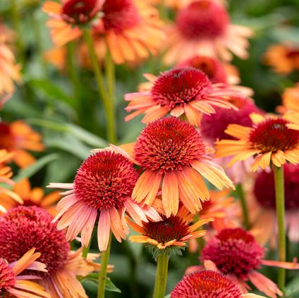 Echinacea 'Carrot Cake' (Ships in Spring)