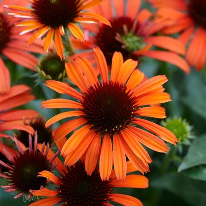 Echinacea 'Orange Skipper' (Ships in Spring)