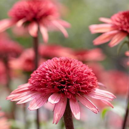 Echinacea 'Raspberry Truffle' (Ships in Spring)