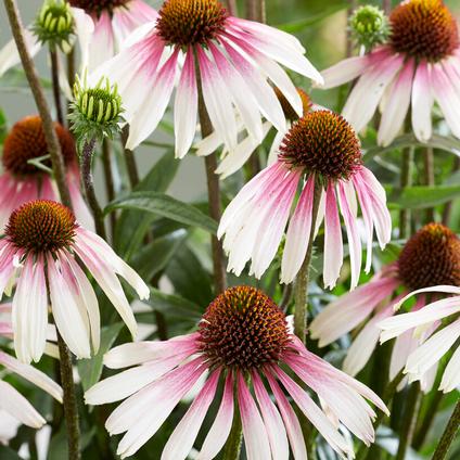 Echinacea 'Pretty Parasols' (Ships in Spring)