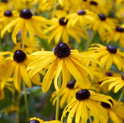 Echinacea 'Yellow Passion' (Ships in Spring)