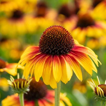 Echinacea 'Parrot' (Ships in Spring)