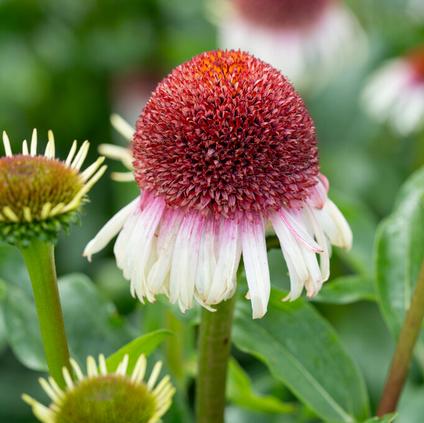 Echinacea 'Strawberry and Cream' (Ships in Spring)