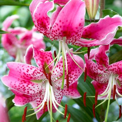 Lilium Martagon 'Spec. Var. Rubrum Uchida (Spring)
