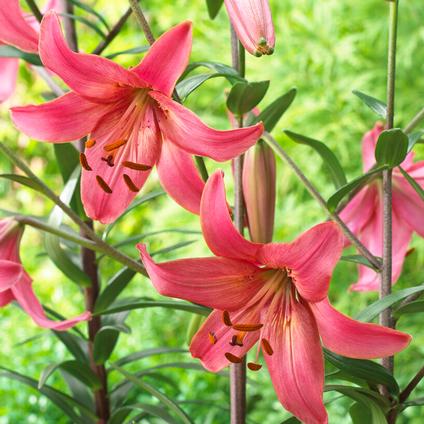 Lilium Tiger 'Pink Flight' (Ships in Spring)