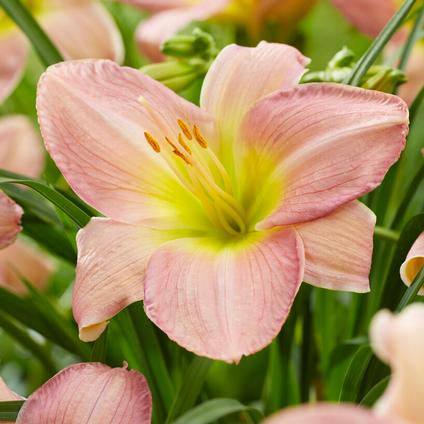 Hemerocallis 'Catherine Woodbury' (Ships in Spring)