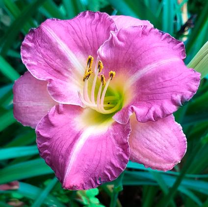 Hemerocallis 'Entrapment' (Ships in Spring)