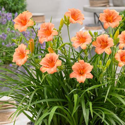 Hemerocallis rebloomer 'EveryDayLily Pink Wing' (Spring)