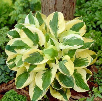 Hosta 'Brim Cup' (Ships in Spring)