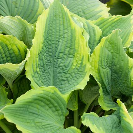 Hosta 'Spartacus' (Ships in Spring)