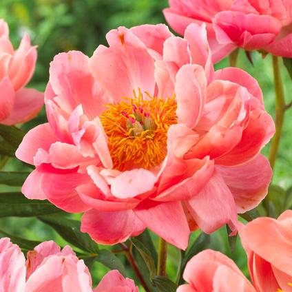 Paeonia 'Coral Charm (Ships in Spring)