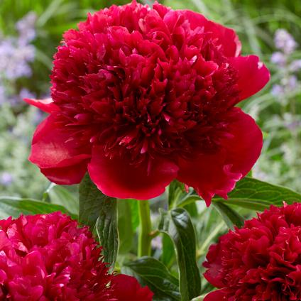 Paeonia 'Red Charm' (Ships in Spring)