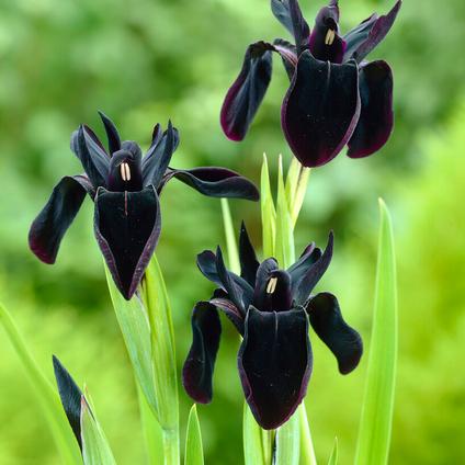 Iris chrysographes 'Black Form' (Ships in Spring)