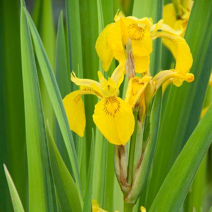 Iris 'Pseudacorus Variegata' (Ships in Spring)