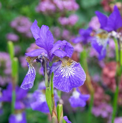 Iris versicolor 'Gerald Darby' (Ships in Spring)
