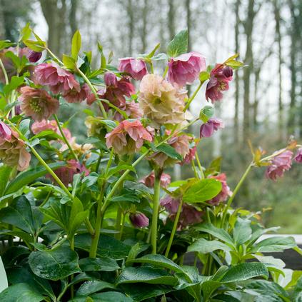 Helleborus 'Double Ellen Mixed' (Ships in Spring)