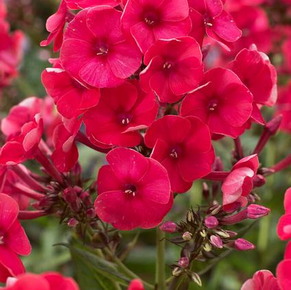 Phlox 'Grenadine Dream' (Ships in Spring)