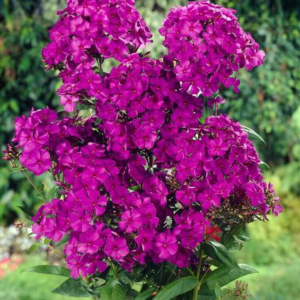 Phlox 'Nicky' (Ships in Spring)