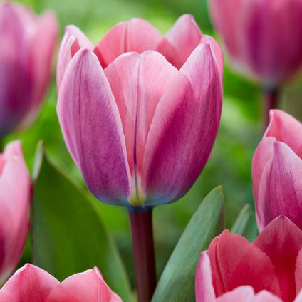 Tulipa Darwin Hybrid 'Light and Dreamy'