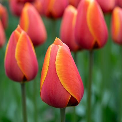 Tulipa Darwin Hybrid 'Dafeng'
