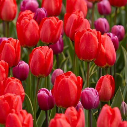 Tulipa Darwin Hybrid 'Parade Design'