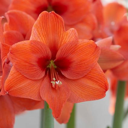 Amaryllis Dutch 'Naranja'