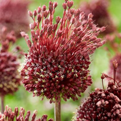 Allium Tall 'Red Mohican'