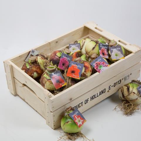 Amaryllis Assorted 'Jumbo Mixed Amaryllis'