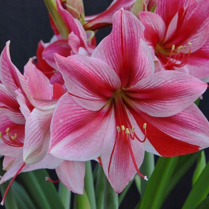 Amaryllis Dutch 'Gervase'