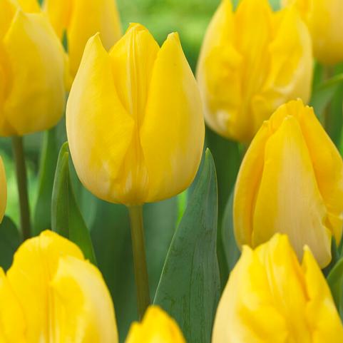 Tulipa Single Early 'Sunny Prince'