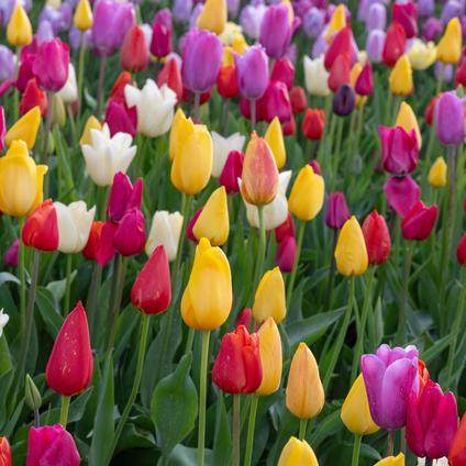 Tulipa Single Late 'French Mixture'